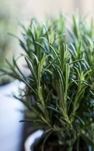 Cara menanam dan merawat rosemary di rumah dari biji