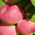 Description of the apple-tree variety Frigat and its characteristics, frost resistance and yield