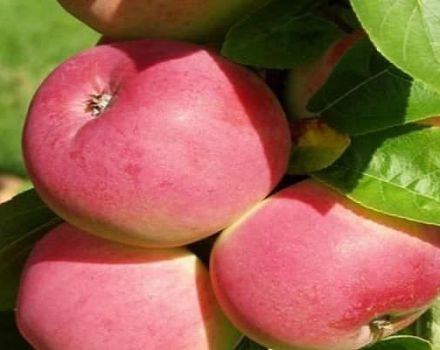 Description of the apple-tree variety Frigat and its characteristics, frost resistance and yield