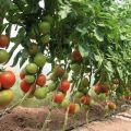 Planter, cultiver et entretenir des tomates dans une serre à la maison