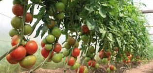 Plantar, cultivar y cuidar tomates en invernadero en casa.