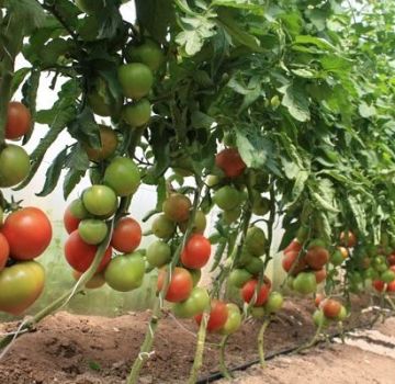 Planting, growing and caring for tomatoes in a greenhouse at home