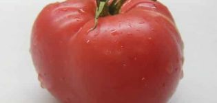 Description d'une variété de tomates à gros fruits Siberian Shangi