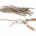 How to prepare apple cuttings in spring and when it is time for grafting, where to store