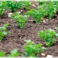 When is it better to plant parsley in open ground so that it sprouts quickly, in autumn or spring