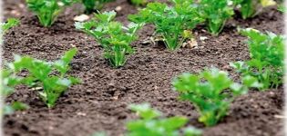 When is it better to plant parsley in open ground so that it sprouts quickly, in autumn or spring