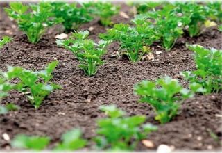 When is it better to plant parsley in open ground so that it sprouts quickly, in autumn or spring