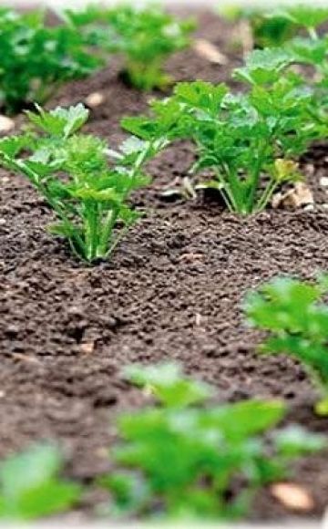 When is it better to plant parsley in open ground so that it sprouts quickly, in autumn or spring