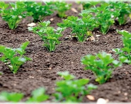 ¿Cuándo es mejor plantar perejil en campo abierto para que brote rápidamente, en otoño o primavera?