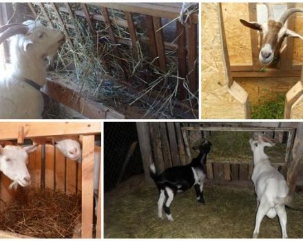 Jenis pemakan kambing dan cara melakukannya sendiri, arahan dan gambar