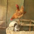 How to quickly get rid of weasel in a chicken coop and the rules for dealing with predators