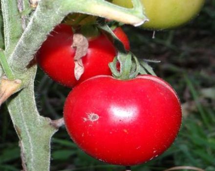 Caractéristiques et description de la variété de tomate Snowdrop, son rendement