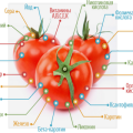 Quelles vitamines trouve-t-on dans les tomates et comment sont-elles utiles?