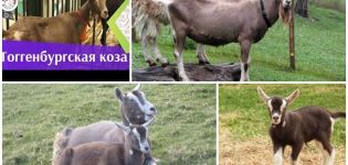 Description and characteristics of Toggenburg goats, rules of keeping