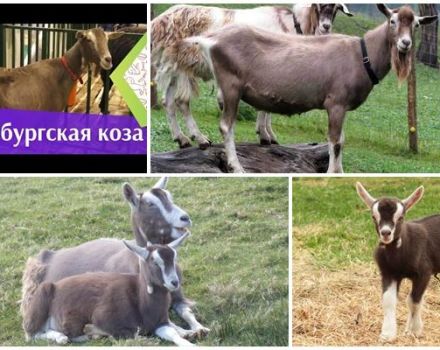 Description and characteristics of Toggenburg goats, rules of keeping