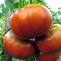 Ciri dan keterangan mengenai varieti tomato Siberian Gigant, hasilnya