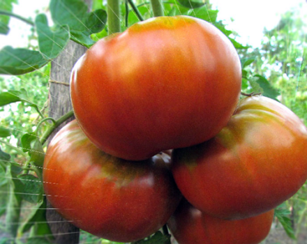 Características y descripción de la variedad de tomate Gigant siberiano, su rendimiento.