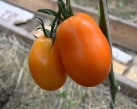 Beschrijving van de tomatenvariëteit Olesya en zijn kenmerken