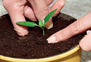 ¿Cómo se puede cultivar una ciruela de hueso en casa?