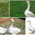 Description and characteristics of geese of the Arzamas breed, their breeding and care