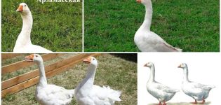 Description and characteristics of geese of the Arzamas breed, their breeding and care