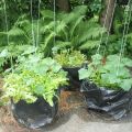 Original ways of planting and growing cucumbers in the beds