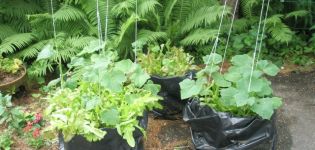 Original ways of planting and growing cucumbers in the beds