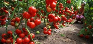 Description and characteristics of the tomato variety Pink Magic f1