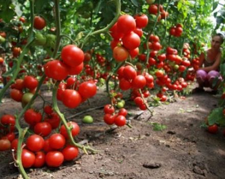 Description et caractéristiques de la variété de tomate Pink Magic F1