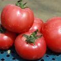 Ciri dan keterangan mengenai varieti tomato Pink Claire, hasilnya