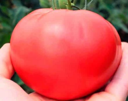 Description et caractéristiques de la variété de tomate Douceur framboise F1