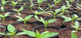 Millor alimentar les plantes de pebrot per al seu creixement a casa