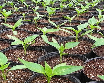 The better to feed pepper seedlings for growth at home