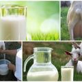 Why goat milk smells bad and how to quickly remove a stench