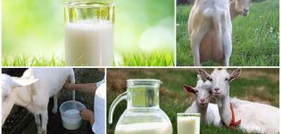 Pourquoi le lait de chèvre sent mauvais et comment éliminer rapidement une puanteur