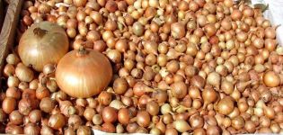 4 best ways to properly dry onions at home for the winter