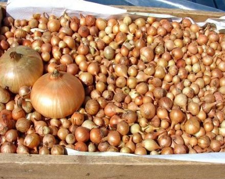 4 cara terbaik untuk mengeringkan bawang dengan betul di rumah untuk musim sejuk