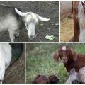 Causes of discharge in a goat after lambing and methods of treatment, prevention