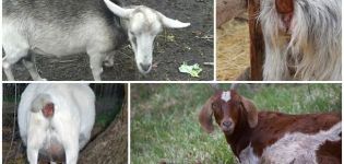 Causes of discharge in a goat after lambing and methods of treatment, prevention