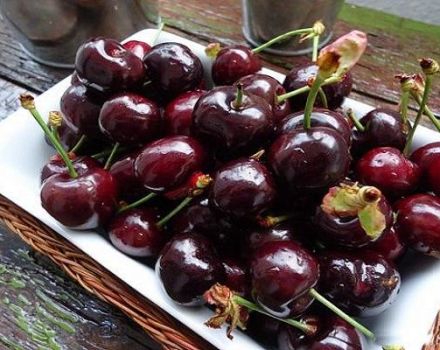 Description and characteristics of the Dyber cherry variety, planting and care