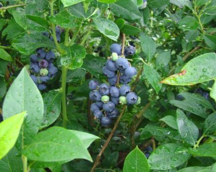 Description and characteristics of Denis Blue blueberries, planting and care