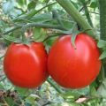 A seedless way of growing certain varieties of tomatoes in the open field