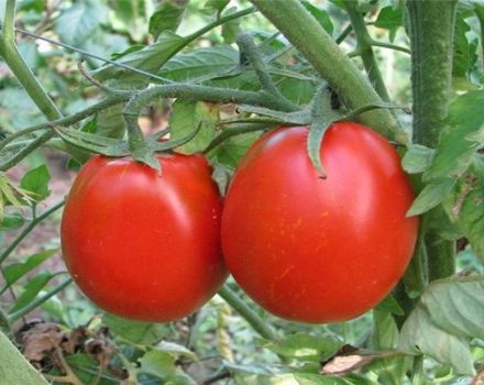 A seedless way of growing certain varieties of tomatoes in the open field