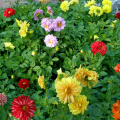 Description of the dahlia variety Merry guys, cultivation technology and care