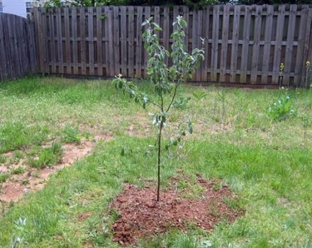 Que peut-on faire si le semis de pommier est cassé et comment sauver l'arbre, conseils des jardiniers