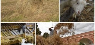 Cuánto heno necesita una cabra para el invierno, cálculo de la tasa por día y año, reglas de almacenamiento