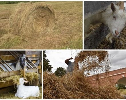 Combien de foin une chèvre a-t-elle besoin pour l'hiver, calcul du taux pour un jour et un an, règles de stockage