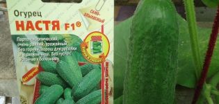 Description of the cucumber variety Nastya F1, features of cultivation and care