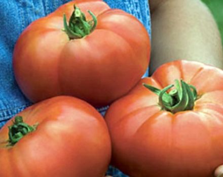 Description de la variété de tomate Beef Pink Brandy et en prendre soin