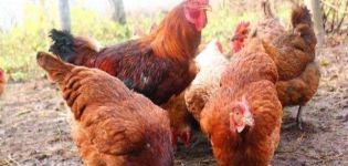 Description and characteristics of the breed of chickens Shaver Brown, conditions of detention